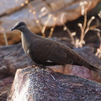 White-quilled Rock-Pigeon